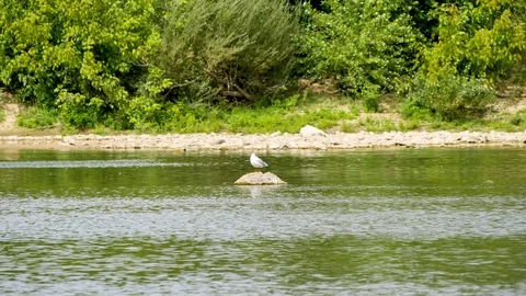 A seagull in the Loire river. Stock Footage 94426907