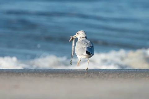 Seagull with a long fish in mouth at edge of ocean in sand Stock Photos