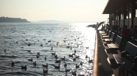 Seagull Look Out Post Stock Footage 41897824