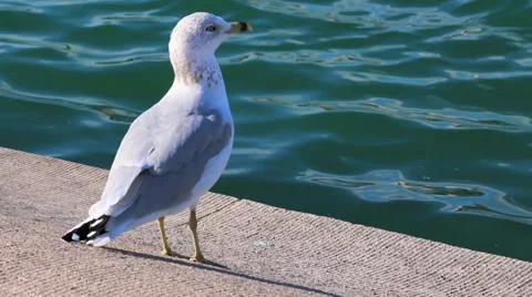 Seagull Looking Around Stock Footage 36019963