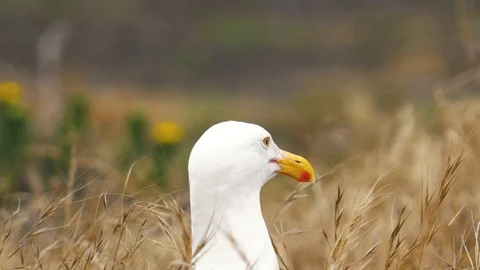Seagull Looking Around Stock Footage 108404816