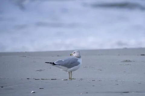 Seagull looking around. Stock Photos
