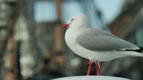 Seagull looking around in shipyard tilt shift slow motion 4K Stock-Footage 202102630