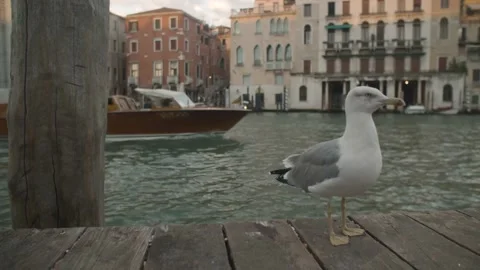 Seagull Looking at Camera and Boat in Venice, Italy Video stock 148628722