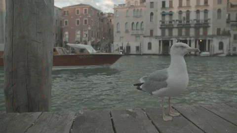 Seagull Looking at Camera and Boat in Venice, Italy Video stock 148724567