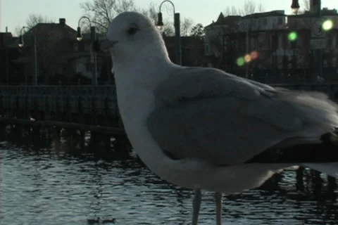Seagull looking at camera Stock Footage 8540419