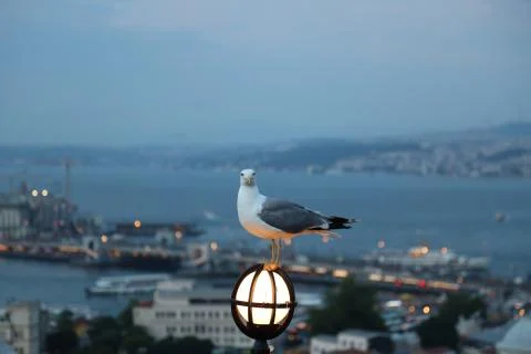 Seagull is looking at the camera on a light with Istanbul in the background Stock Photos