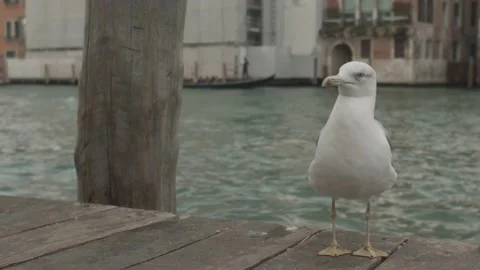 Seagull Looking at Camera in Pier in Venice, Italy Stock Footage 148628687