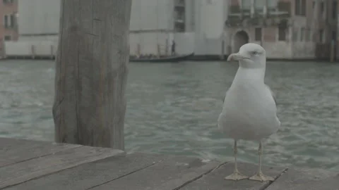 Seagull Looking at Camera in Pier in Venice, Italy Stock Footage 148712905