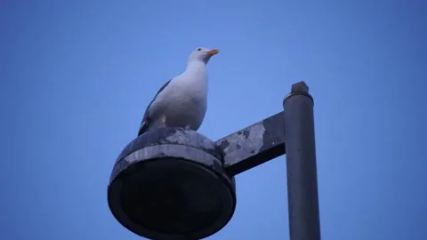 Seagull looking down from top of lamp post Stock Footage 236812132