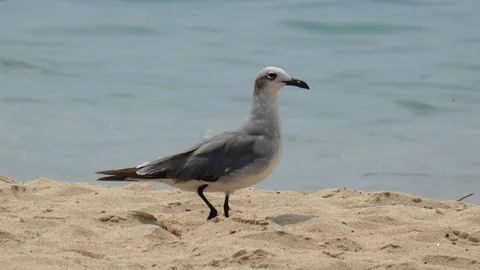 Seagull looking for food 動画素材 107568967