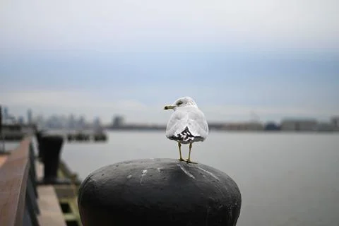 Seagull Looking Left Stock Photos
