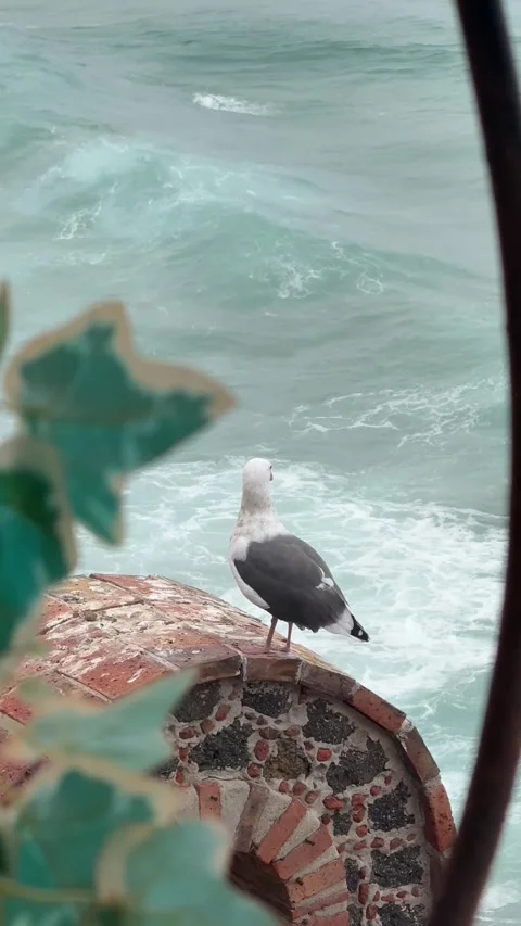 Seagull Looking Out at Ocean Waves from Brick Wall Stock Footage 346665211