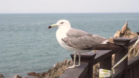 Seagull looking out over the ocean Vídeo Stock 335550937