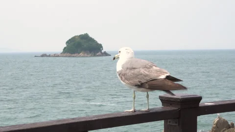 Seagull looking out over the ocean Stock Footage 335550940