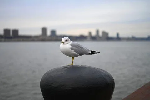 Seagull Looking Out Stock Photos