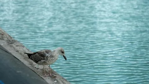 The seagull looking at the river Stock Photos