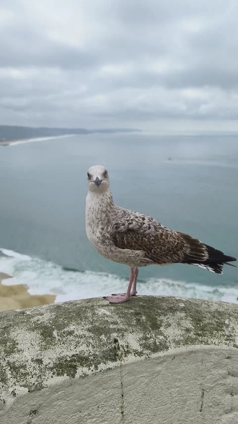 Seagull looking at seascape Stock Footage 269126090