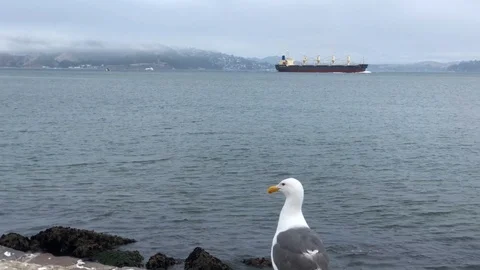 Seagull looking at  the ship at Marina Green in San Francisco Stock Footage 114214581