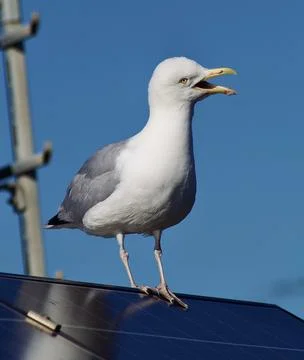 Seagull looking to the side on a solar panel Stock Photos