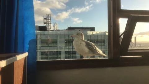 Seagull looking through window in Southampton city, seeking food on the South Stock Footage 315749759