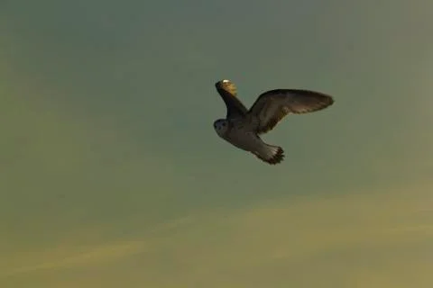 Seagull looking at us Stock-Fotos