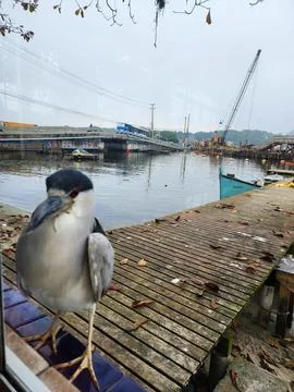 Seagull looking into a window Stock Photos