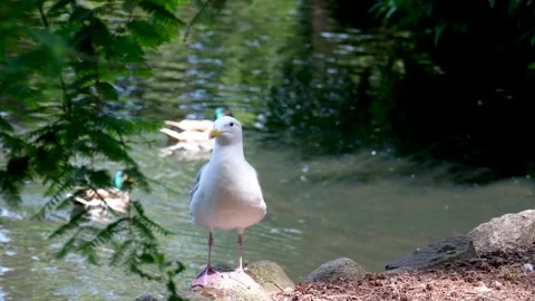 Seagull looks at camera and flies away Duck and a seagulls swimming in peaceful Stock Footage 302814024
