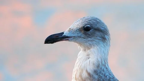 A seagull looks in different directions at the setting sun, slow motion Stock Footage 311753698