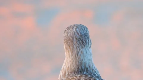 A seagull looks in different directions at the setting sun, sound Stock Footage 311753748