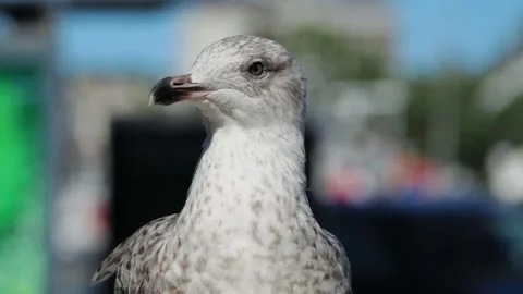 A seagull looks at different sides of the Baltic Sea coast, sound Stock Footage 311753635