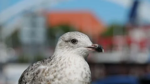 A seagull looks at different sides of the Baltic Sea coast, sound Stock Footage 311753655