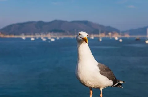 A Seagull Looks On Stock Photos