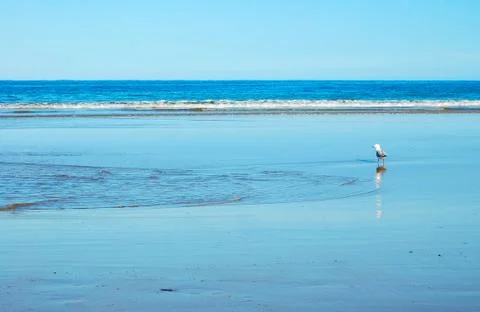 Seagull - Lorne Stock Photos