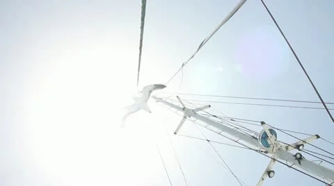 Seagull low angel Stock Footage 12700613