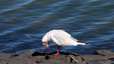 Seagull lowering its head like it was to bow down Stock Footage 222589263