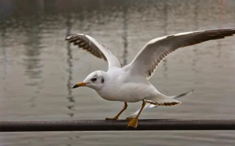 Seagull at Lucerne Stock Photos