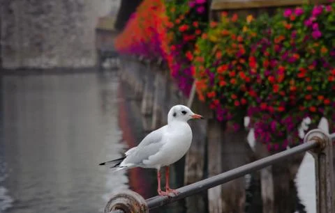 Seagull at Lucerne Stock Photos