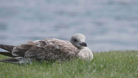 Seagull Lying in the Grass by the Sea. 4K Slow Motion. Stock Footage 83240542
