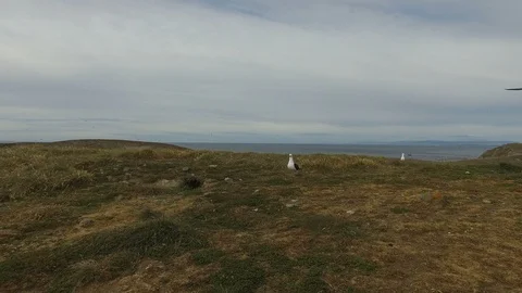 Seagull on Magellan Island Video stock 100614689
