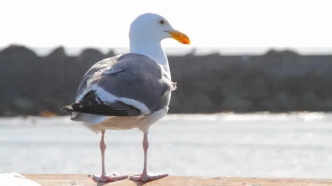 Seagull on Maine Coast Stock Footage 88417072