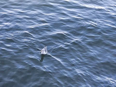 A seagull making wave ripples when moving in the bay water Stock Photos