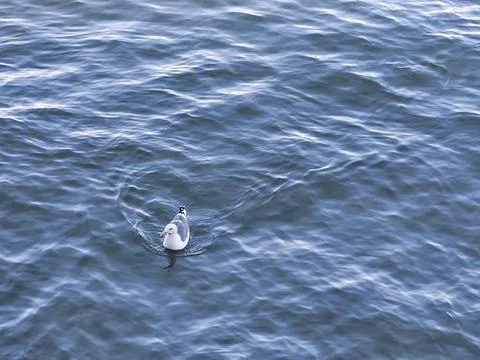 A seagull making wave ripples when moving in the bay water Stock Photos
