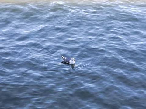 A seagull making wave ripples when moving in the bay water Stock Photos