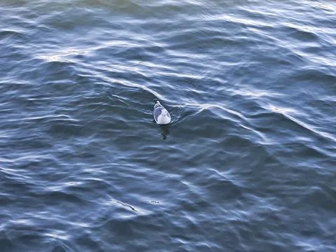 A seagull making wave ripples when moving in the bay water Foto stock