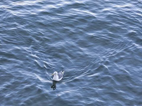 A seagull making wave ripples when moving in the bay water Stock Photos