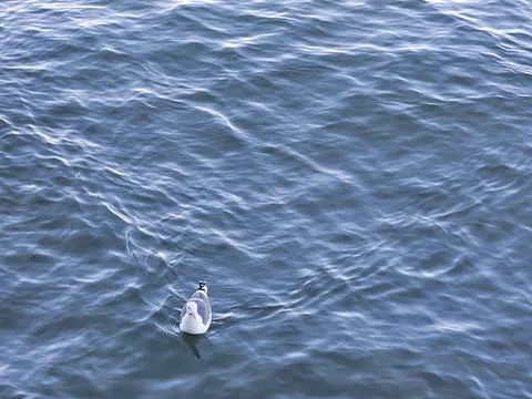 A seagull making wave ripples when moving in the bay water Stock Photos