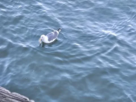 A seagull making wave ripples when moving in the bay water Stock Photos
