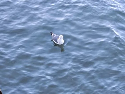 A seagull making wave ripples when moving in the bay water Stock Photos
