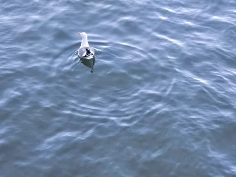 A seagull making wave ripples when moving in the bay water Stock Photos